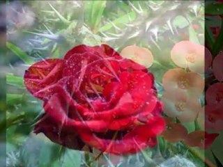 As Santas Escrituras