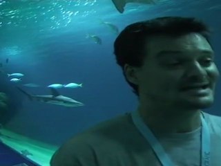 El "cementerio" de tiburones de Valencia