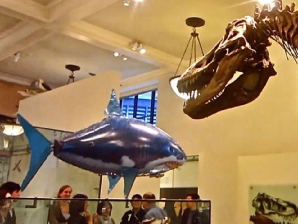 the flying shark
