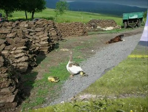 dengbej derweş serhed ve ardahan hoçvan köyleri @ MEHMET ALİ ARSLAN grup