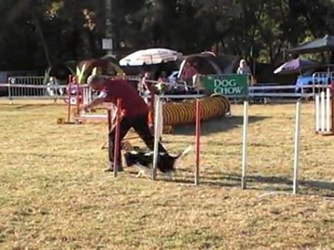 JUMPING CCABS 161011 CHOUIA