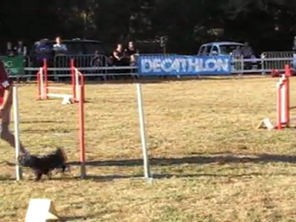 JUMPING CCABS 161011 COOKY