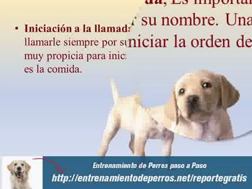 Como Adiestrar perros con Ténicas Efectivas