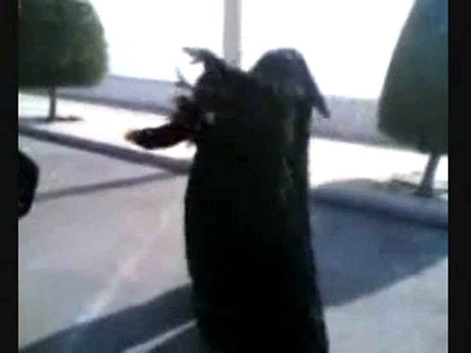 Deobandi Wahhabi Students of Lal Mosque Dancing after a suicide attack