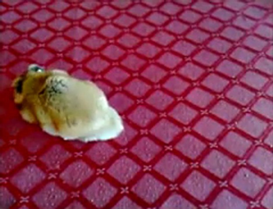 Zoo-adv שיווק באינטרנט קצת אחרת