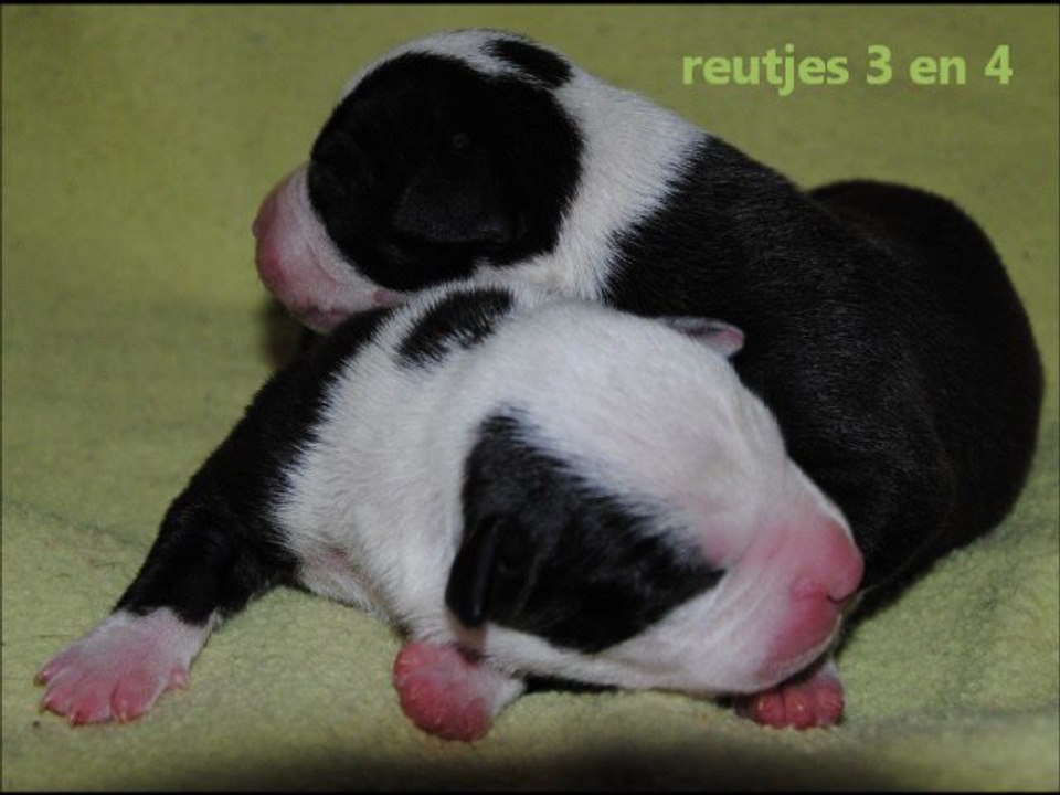 gucci puppy's