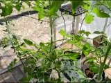 Organic Vegetable Growing Solution - Complete Greenhouse Kit - Urban Food Farms