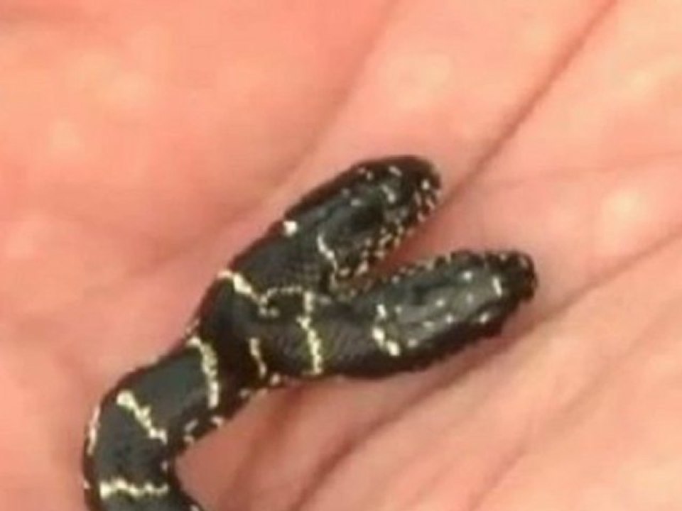 Two headed Snake
