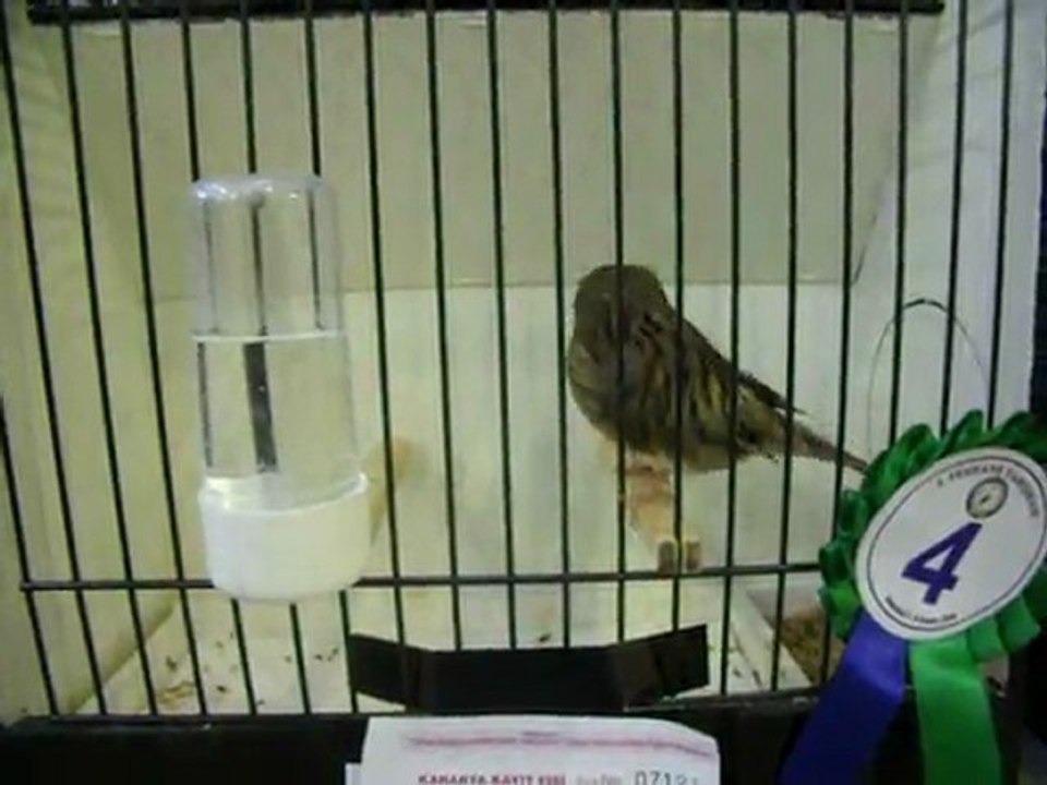 DÜZ RENK TEPELİLER