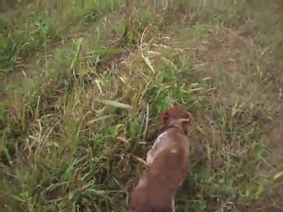 Gistredo Hummer... Gistredo Hamlet..