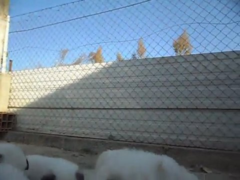 Elevage de la Vallée du Girou