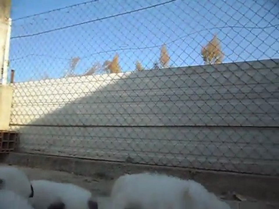 Elevage de la Vallée du Girou