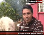 ErdemliHaber TV - gggggggBeşiz Doğuran Koyun Şaşırttı _ Erdemli
