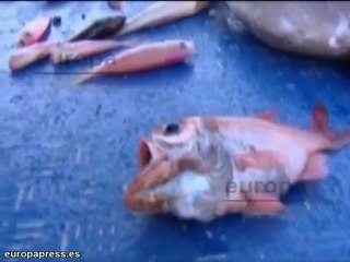 La erupción en aguas del Hierro permanece estable