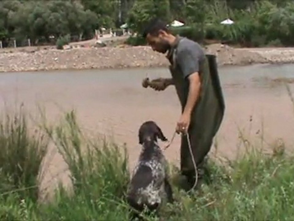 Kurzhaar vom Akhisar & 2 Asil alçak suda iple ilk aport