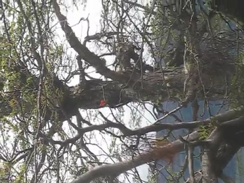 A l'oeuvre, le pic vert ou pic noir