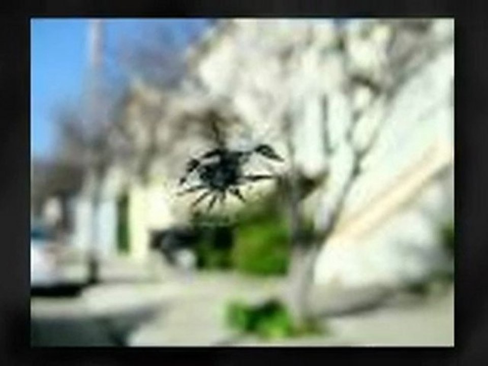 65446  windshield repair