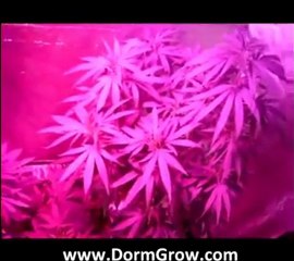 Hydroponic Grow Lights
