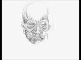 Croquis d'etude des muscles de la face par zad artiste peintre