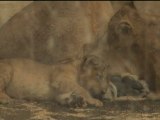 LION BIRTH: Two cubs born on camera