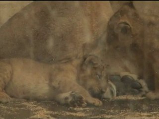 LION BIRTH: Two cubs born on camera