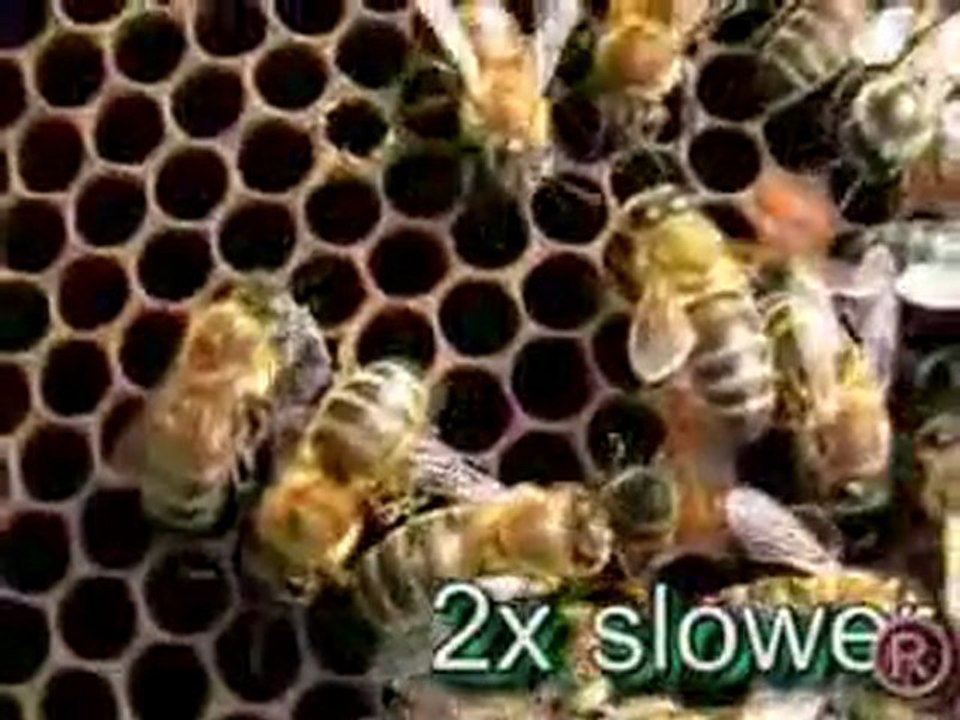 Bees_fighting_varoa