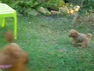 gin fizze  7 semaines - 18 octobre