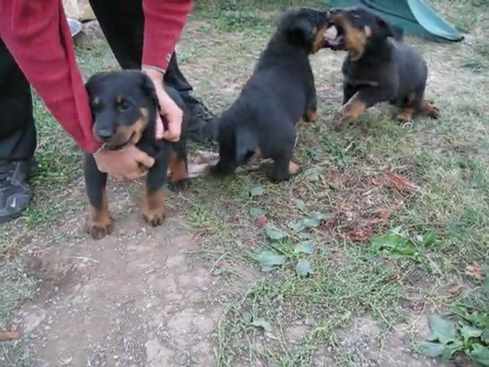 Chiots de ETO URAK des Chasseurs d'Ombre & AVRIL dit "ANKA" de Cherfagana (5 sem.1/2)
