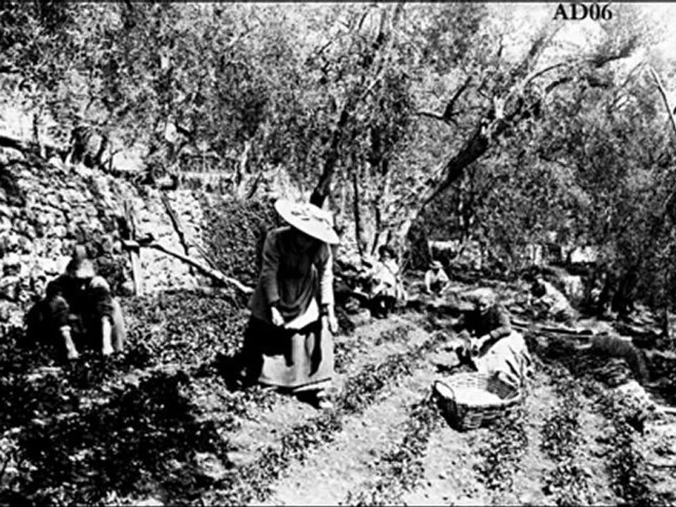 Témoignage partie 1 - Yvette Boselli-Osteng, productrice de violettes à Tourrettes-sur-Loup – Corpus ‘’MIP -Grasse’’