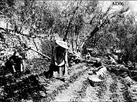 Témoignage partie 3 - Yvette Boselli-Osteng, productrice de violettes à Tourrettes-sur-Loup – Corpus ‘’MIP - Grasse’’