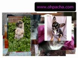 www.ohpacha.com-vêtements-et-accessoires-pour-chien-et-chat