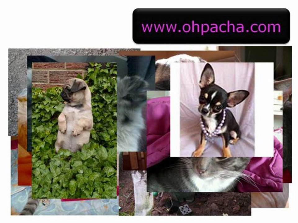 www.ohpacha.com-vêtements-et-accessoires-pour-chien-et-chat
