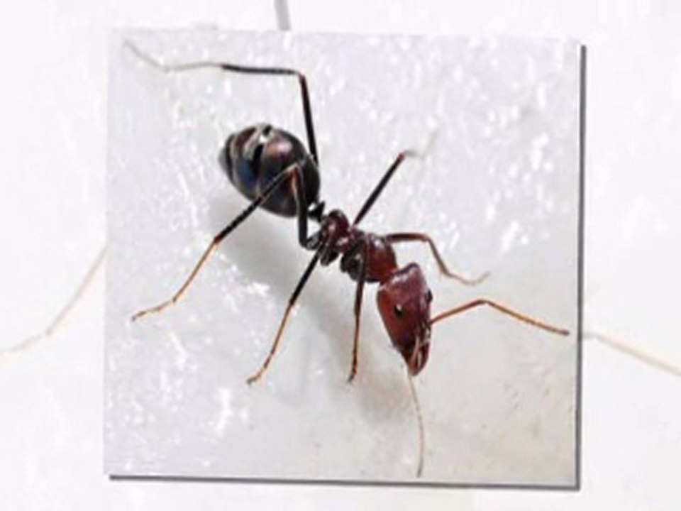 Be your own Ant Exterminator