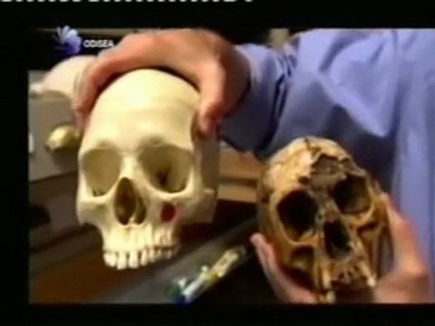 Homo erectus: La gran migracion desde Africa