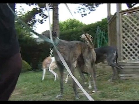 Bêtes d'Yvelines n°3