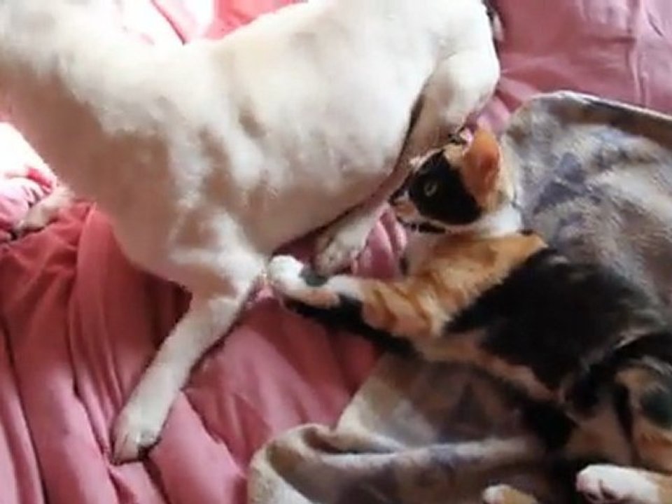 Olga cherche à têter Charlotte oct 2011