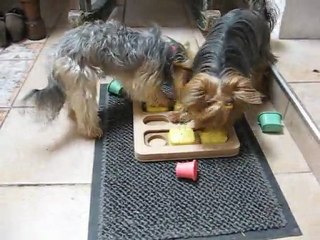 JEUX EDUCATIFS CANIN