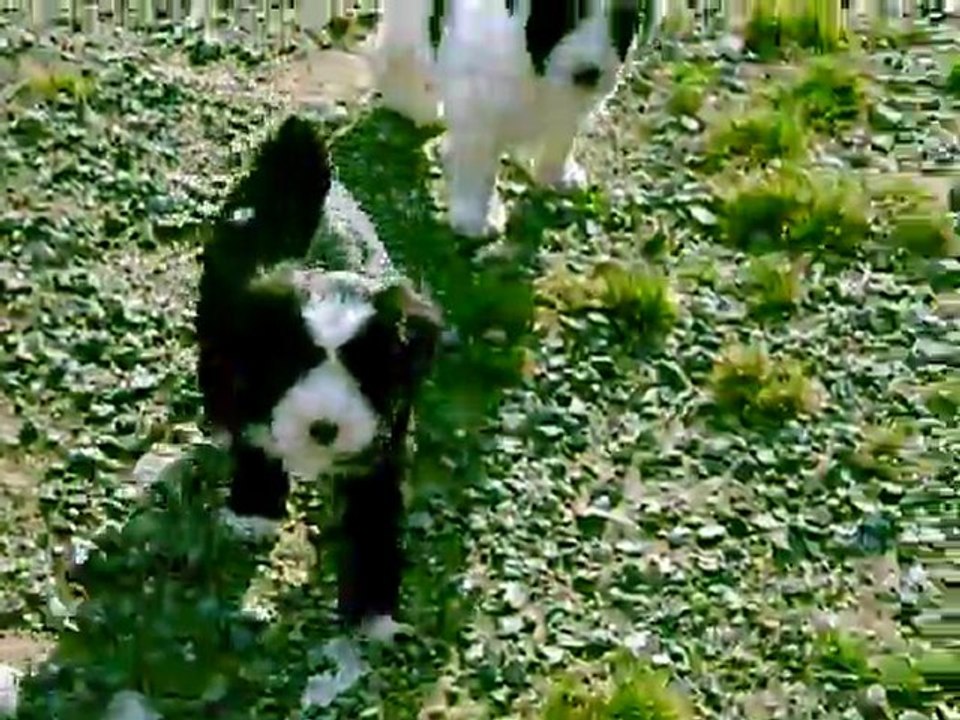 Première sortie des bébés de Dream (5 semaines)