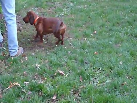 Gabin Basset des Alpes chiot 6 mois