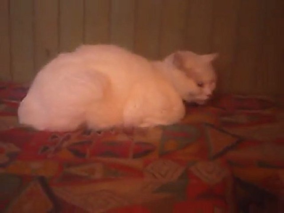 canelle perlou guimauve "chat"  "chien "  persan"  "samoyede"