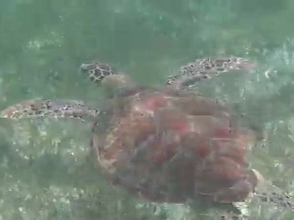 Nage avec les tortues - Tobago cays / Grenadines