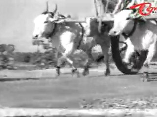 Watch Sisindri Chittibabu Telugu Movie Song with Sobhana Babu & Saradha in HD 🎬