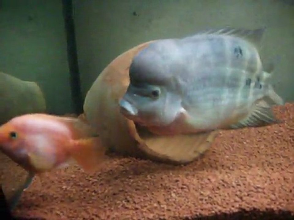DSCF1608