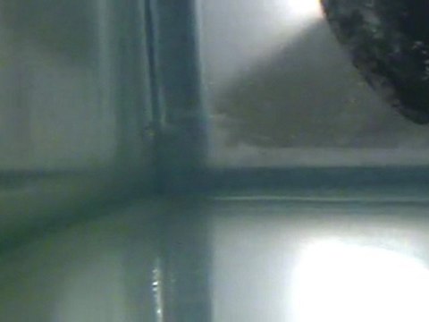 Alevins corydoras Aeneus de 6 jours