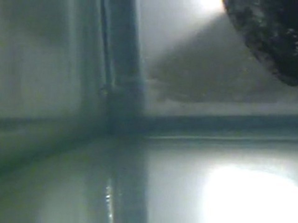 Alevins corydoras Aeneus de 6 jours