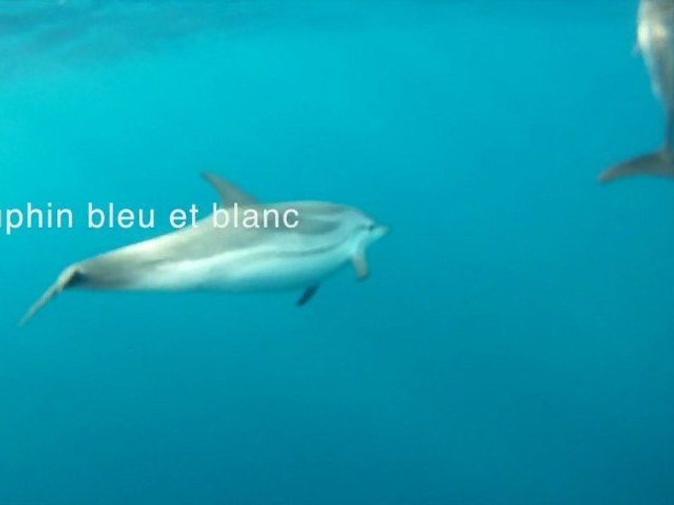 Dauphins Bleus et Blancs et Commun dans le golfe du Lion, Mission BREACH automne 2011