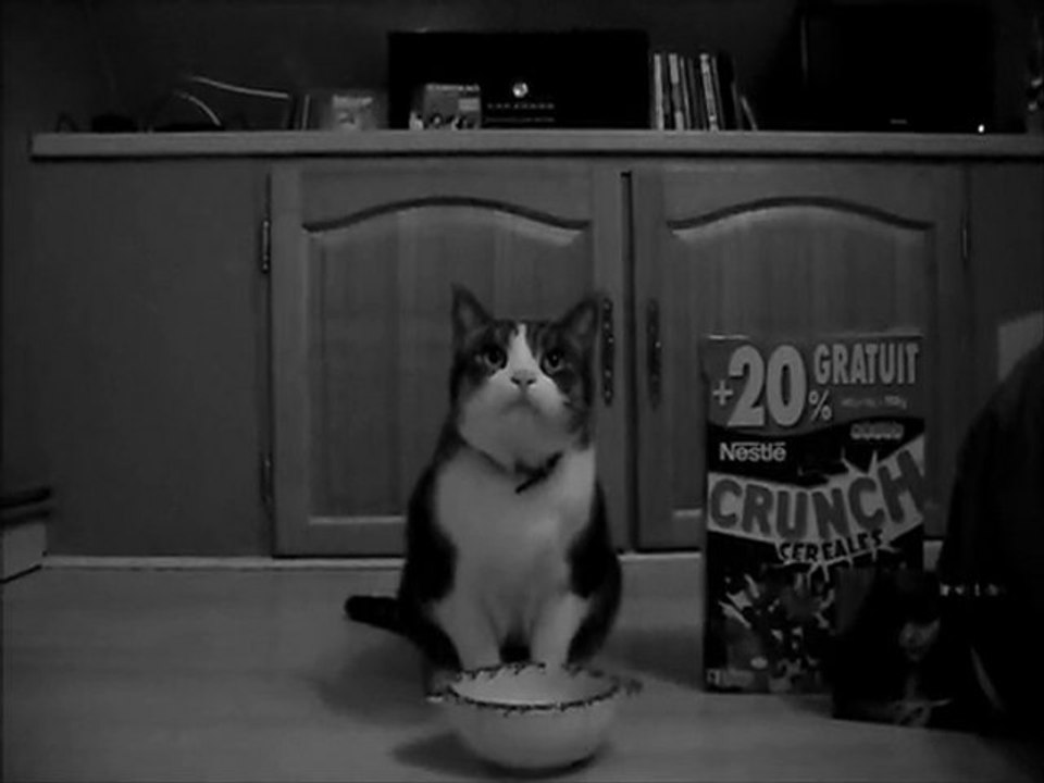 US Cat