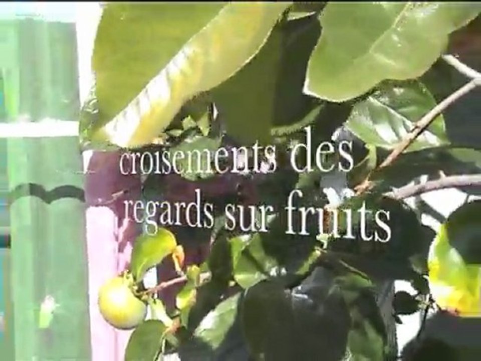 Kaki fuyu et ses fruits mûrissants