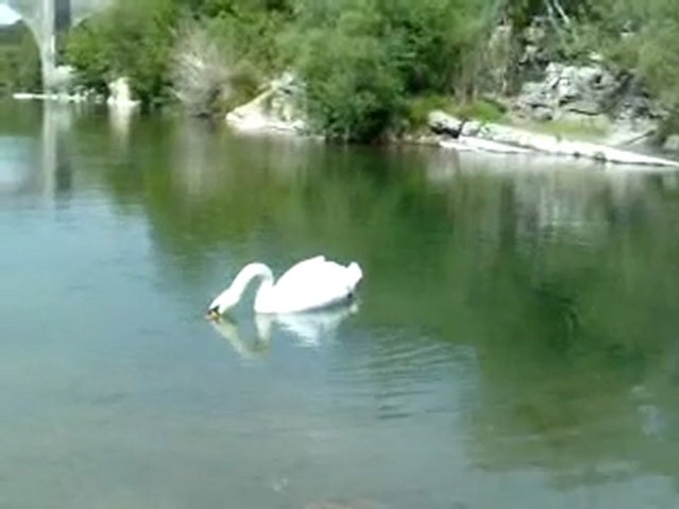cygne