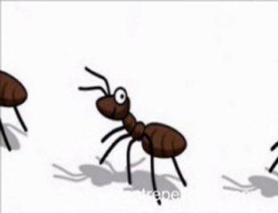 Ant Repellents